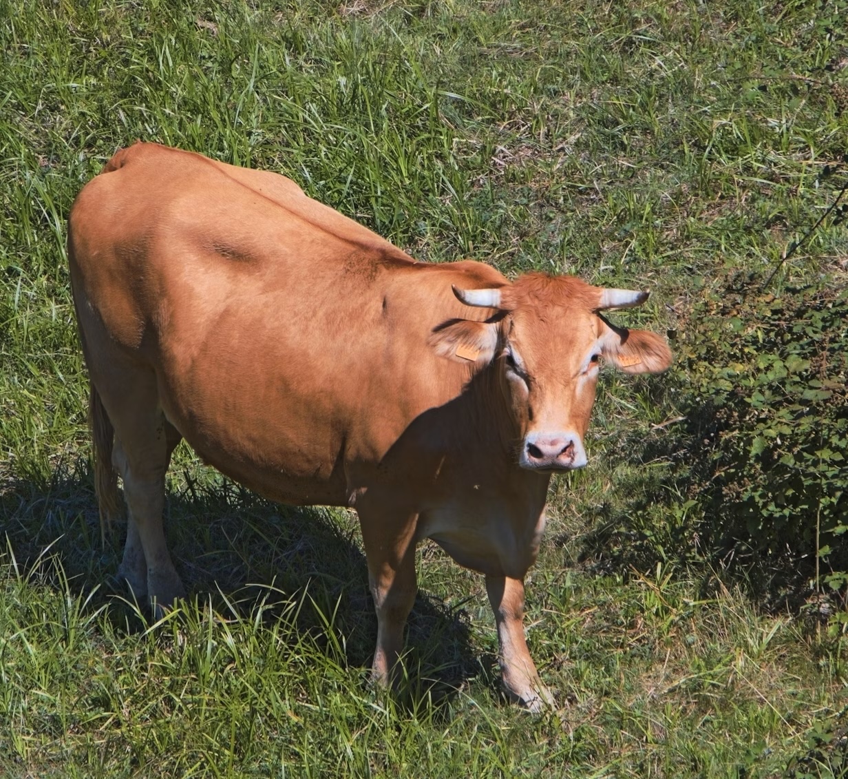 Cow grazing in pasture